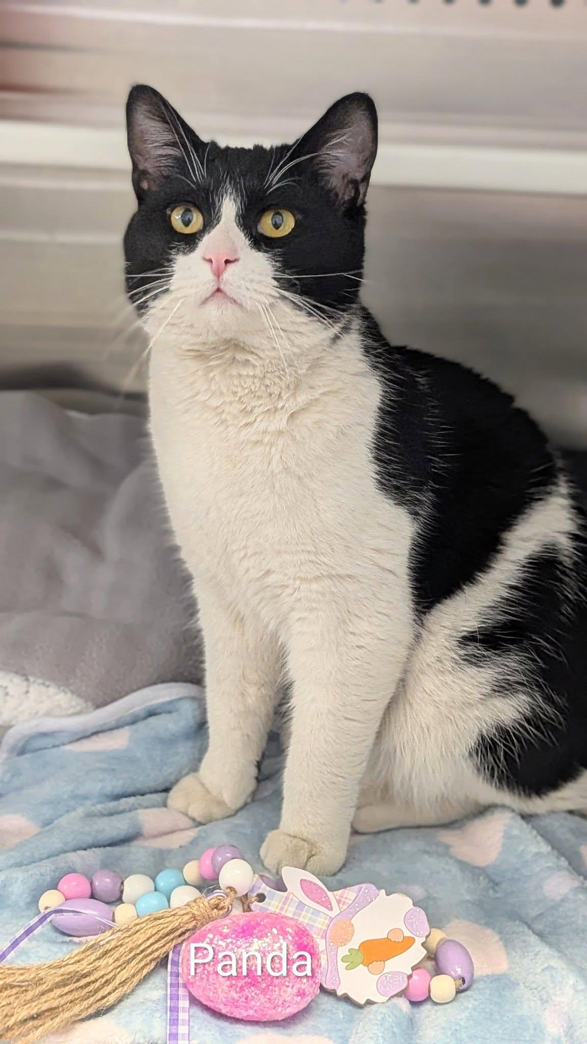 Panda, adopted, Adult Male Domestic Short Hair.