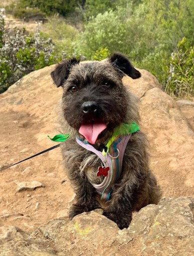 Onix, Adopted, Adult Male Cairn Terrier & Border Terrier.