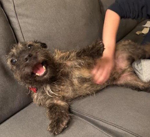 Enlarge Onix, a Adopted mixed breed in San Diego, CA image 2/3