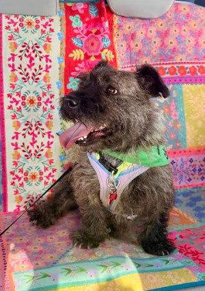 Enlarge Onix, a Adopted mixed breed in San Diego, CA image 3/3