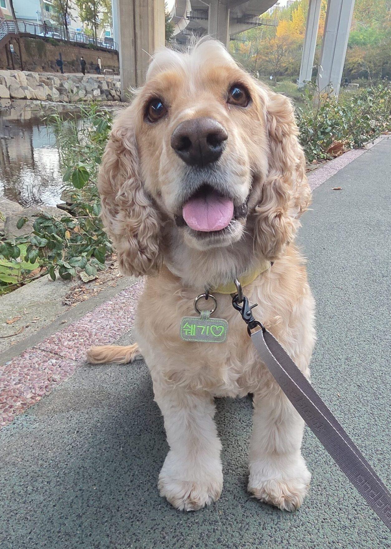 Enlarge Shaggy, a ADOPTABLE Cocker Spaniel in Sherman Oaks, CA image 1/6