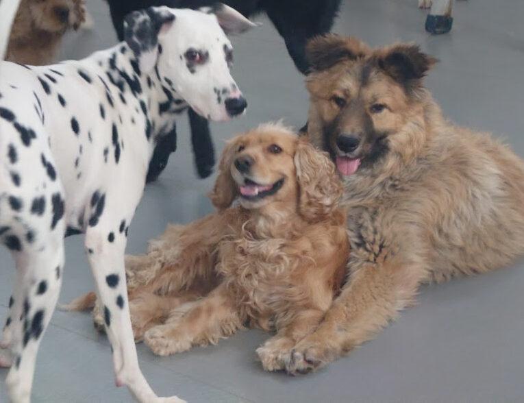 Enlarge Shaggy, a ADOPTABLE Cocker Spaniel in Sherman Oaks, CA image 2/6