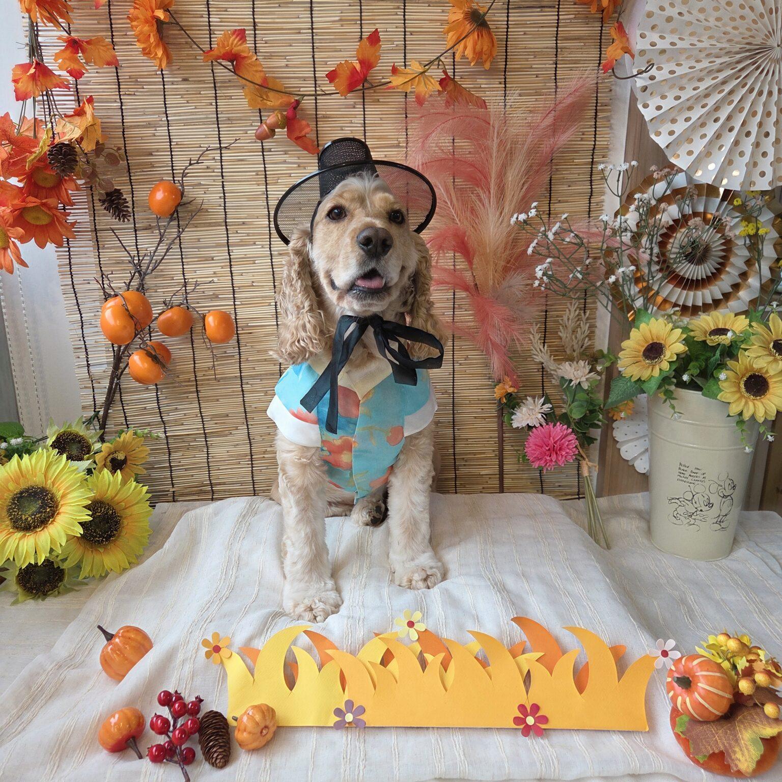 Enlarge Shaggy, a ADOPTABLE Cocker Spaniel in Sherman Oaks, CA image 3/6
