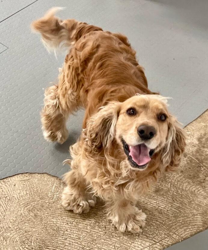 Enlarge Shaggy, a ADOPTABLE Cocker Spaniel in Sherman Oaks, CA image 4/6