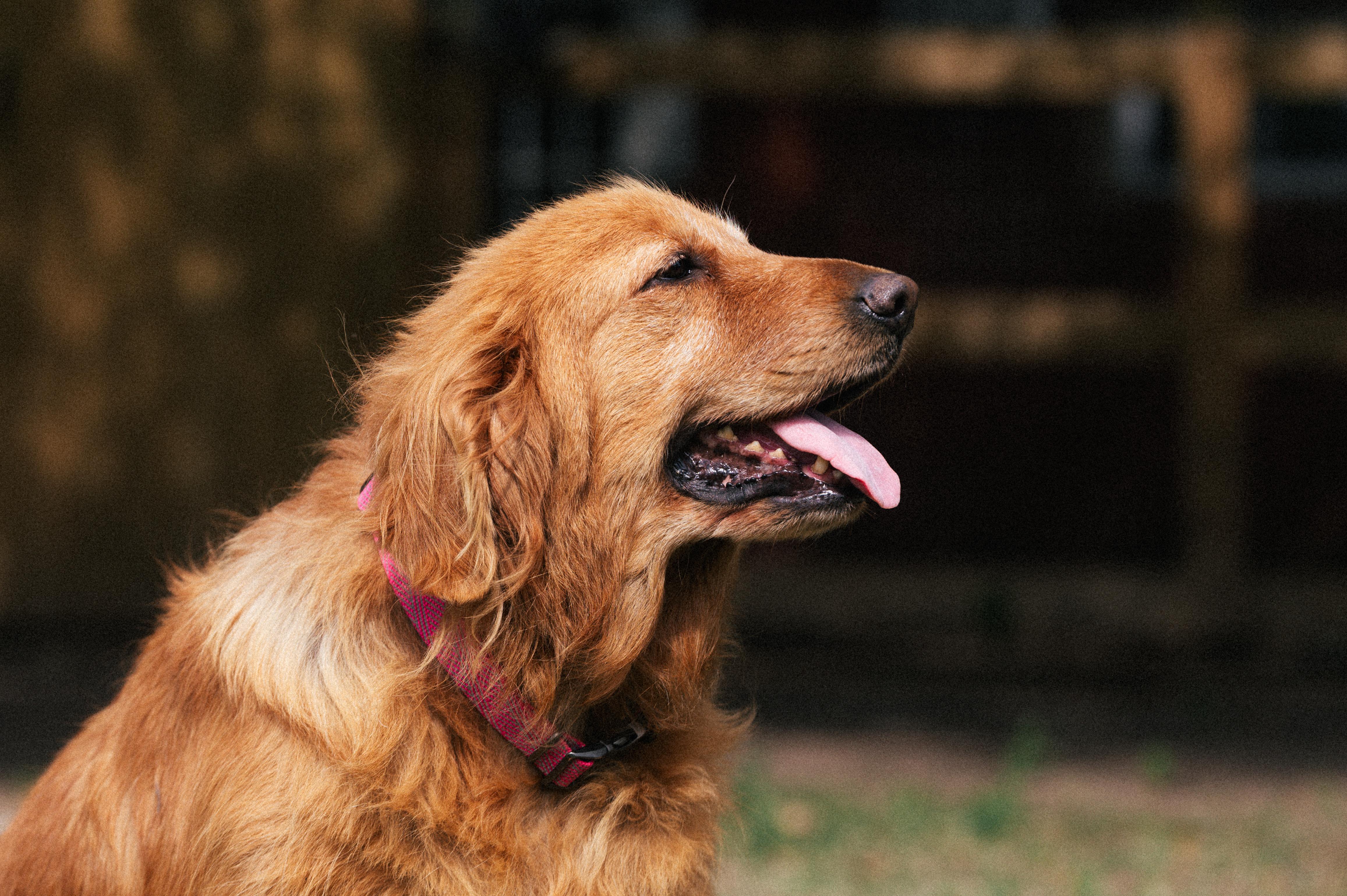 Miley - WA, an adopted mixed breed in Bellevue, WA image 6/6