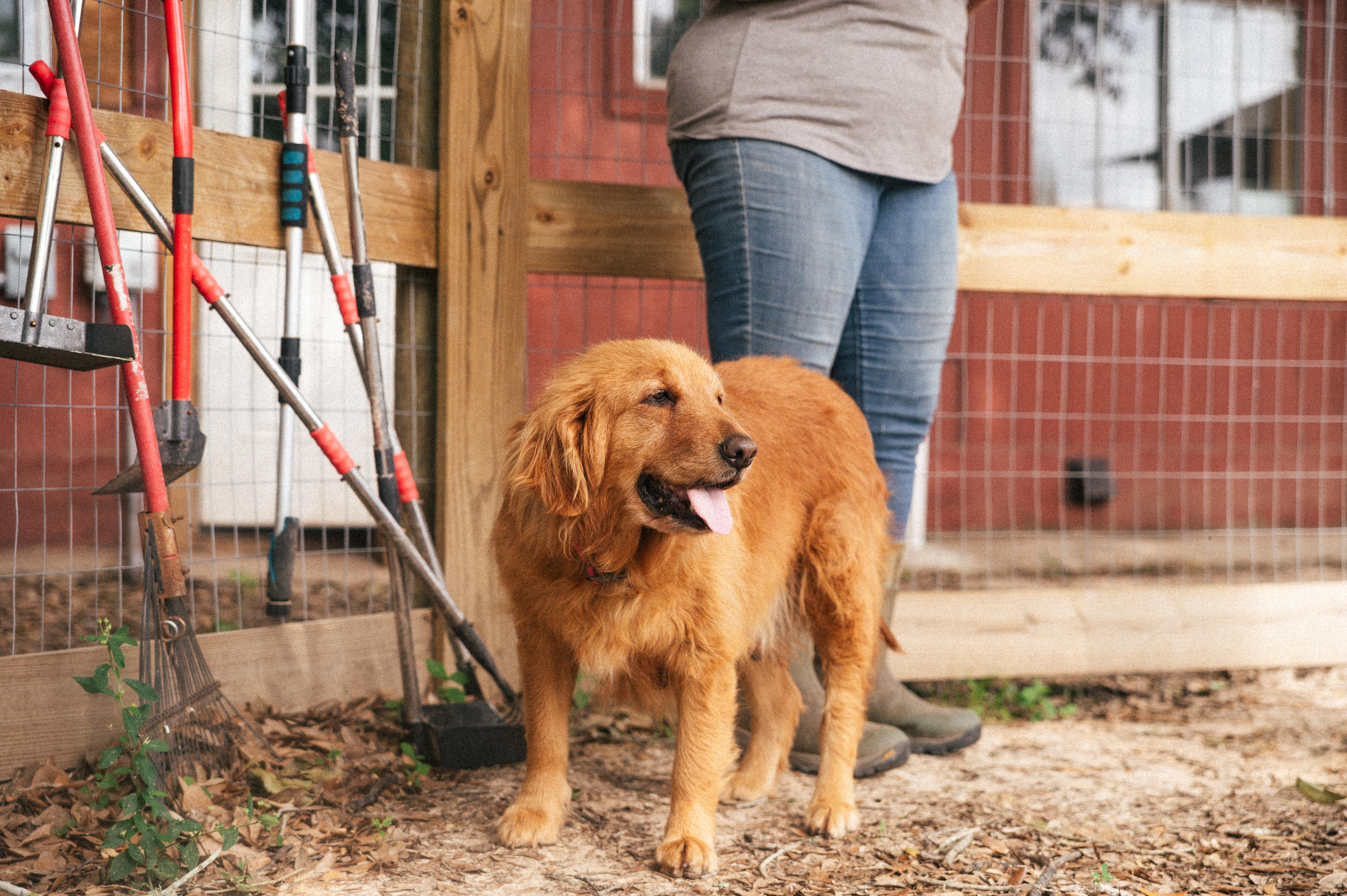 Miley - WA, an adopted mixed breed in Bellevue, WA image 2/6
