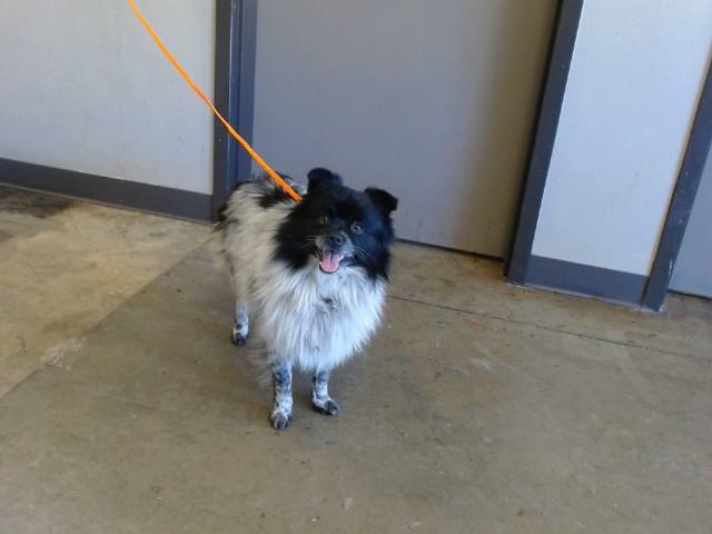 Enlarge ACE, a Adoptable mixed breed in Ontario, CA image 1/1