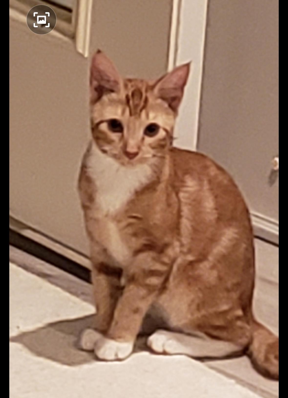 Enlarge Layla, a Adoptable Domestic Short Hair in Aylett, VA image 2/3