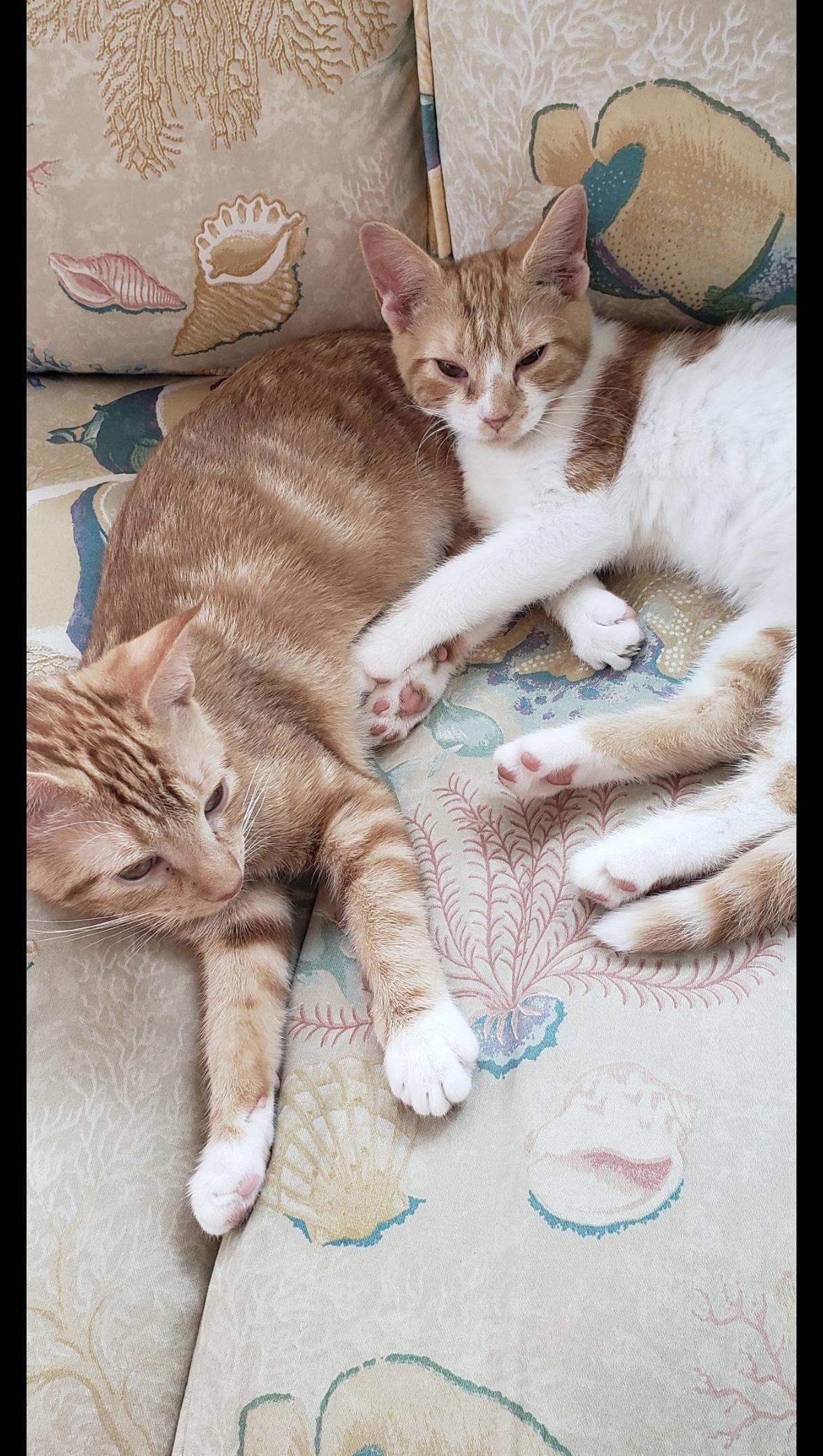 Enlarge Layla, a Adoptable Domestic Short Hair in Aylett, VA image 3/3