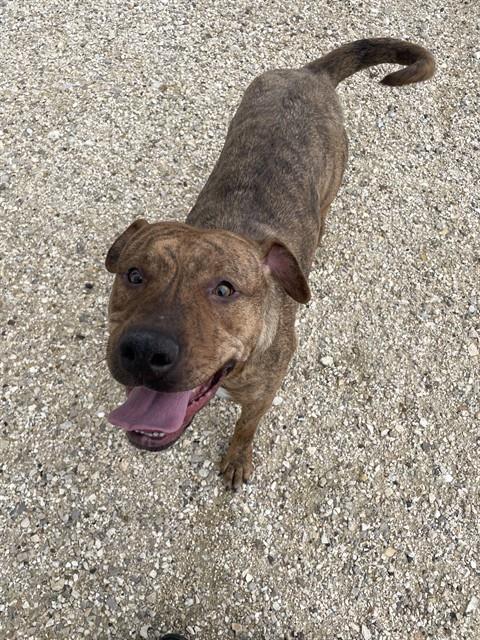 STELLA, Adoptable, Young Female Pit Bull Terrier.