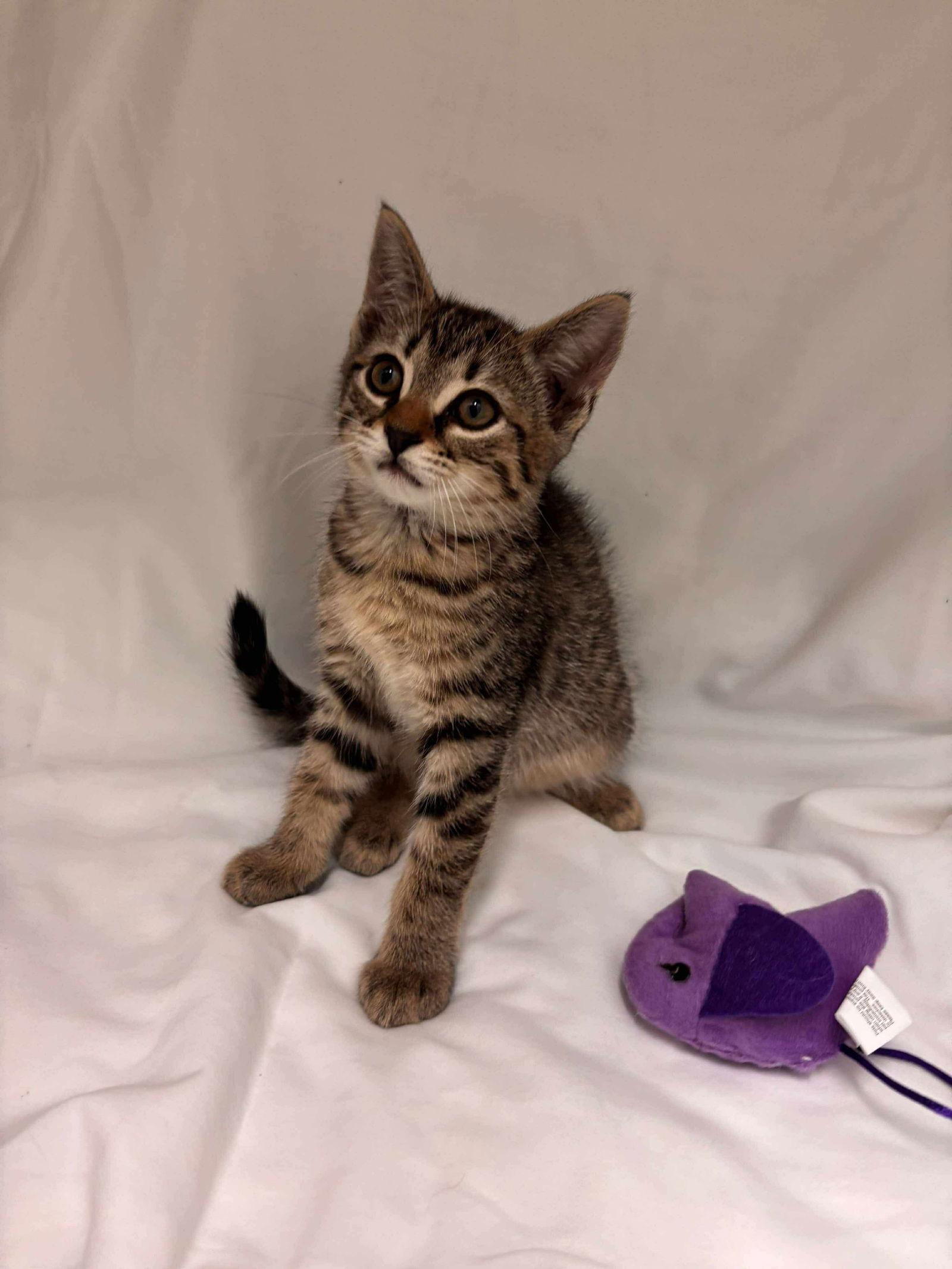 Enlarge Ellie: Not at shelter (Catherine), a Adoptable Domestic Short Hair in Rustburg, VA image 1/3