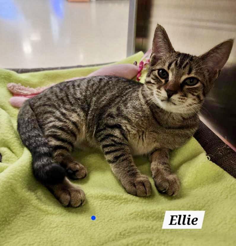Enlarge Ellie: Not at shelter (Catherine), a Adoptable Domestic Short Hair in Rustburg, VA image 2/3