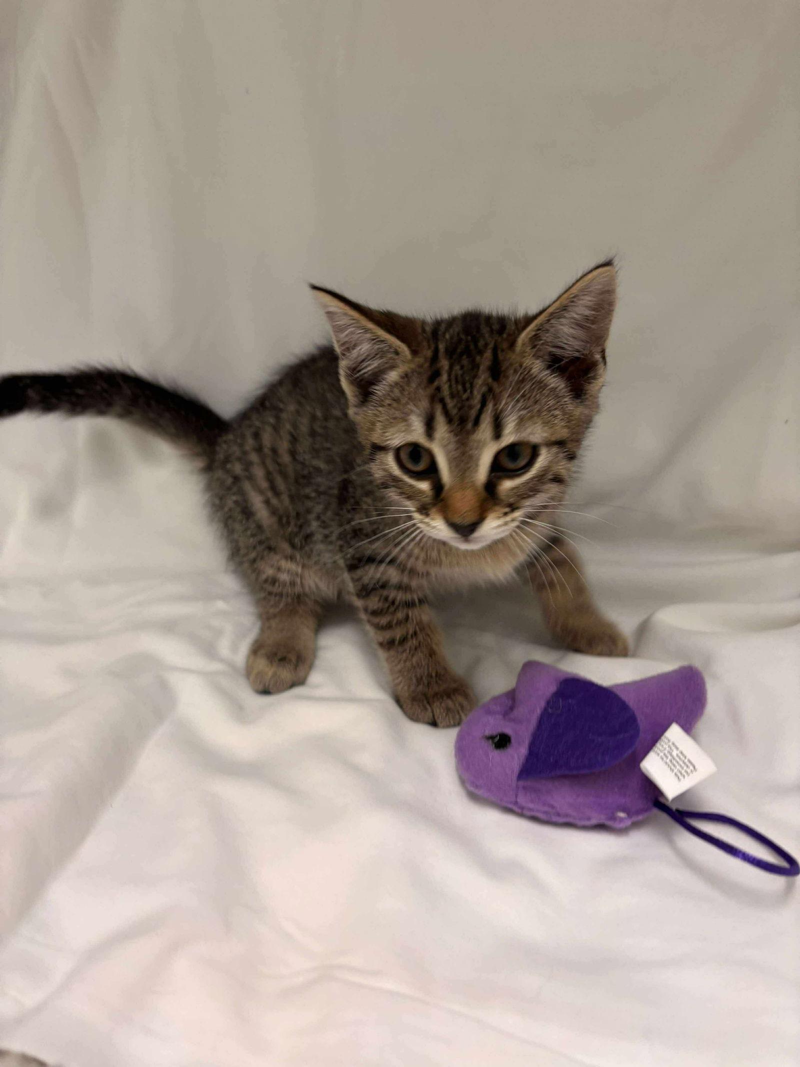 Enlarge Ellie: Not at shelter (Catherine), a Adoptable Domestic Short Hair in Rustburg, VA image 3/3