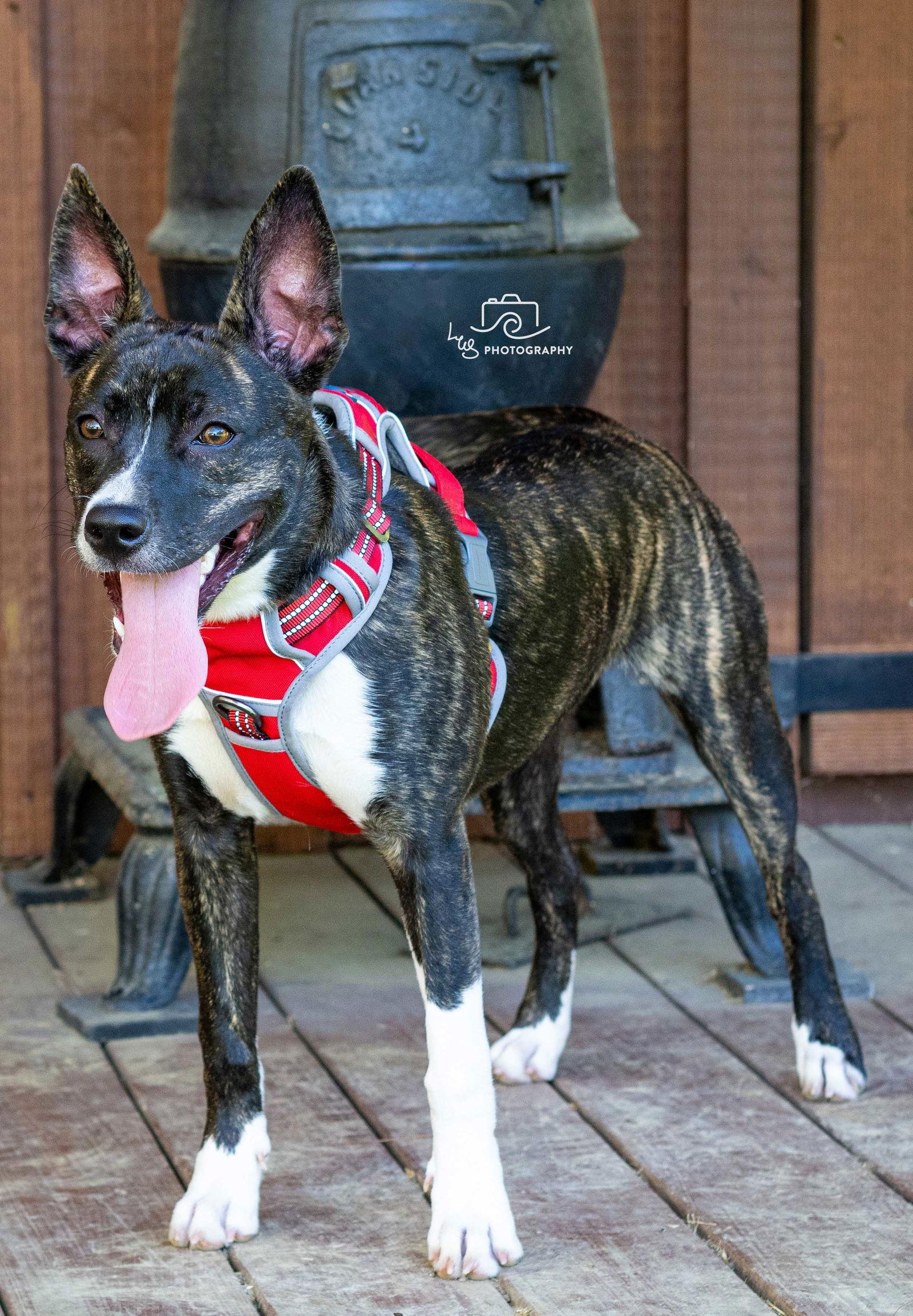 SARA, a Adoptable Dutch Shepherd in Franklin, TN image 1/3