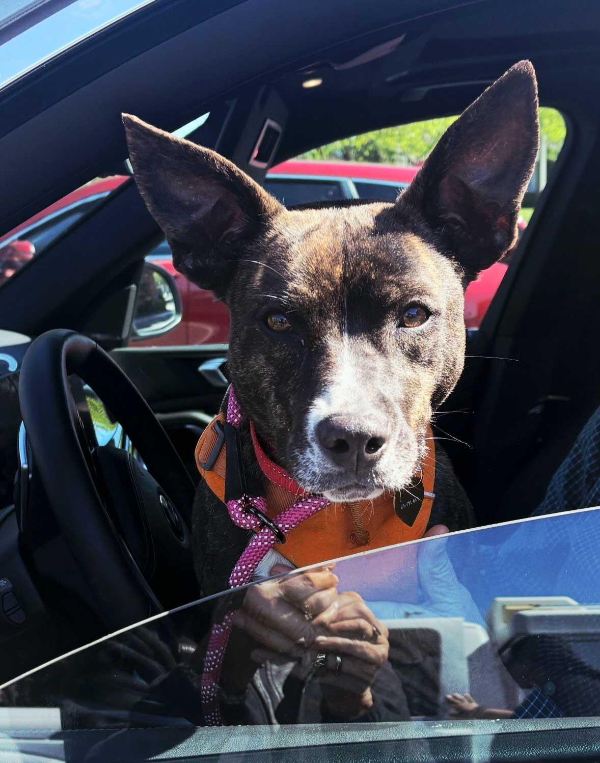 SARA, a Adoptable Dutch Shepherd in Franklin, TN image 2/3