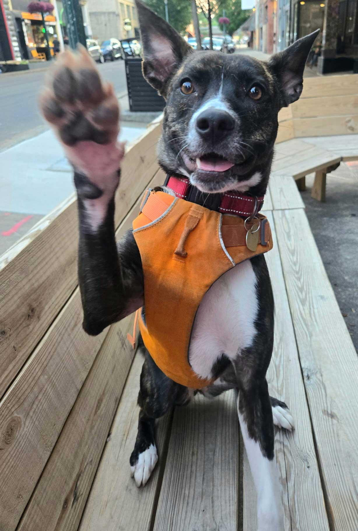 SARA, a Adoptable Dutch Shepherd in Franklin, TN image 3/3