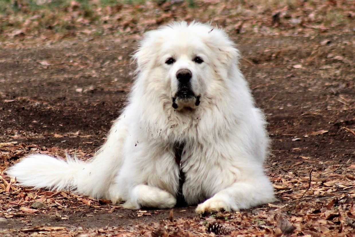 Winnie, Adoptable, Adult Female Great Pyrenees.
