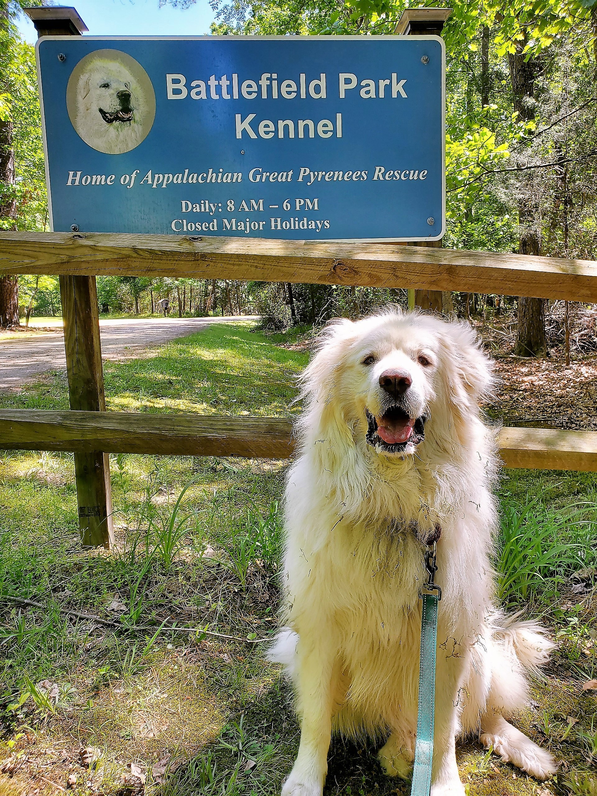 Winnie, a Adoptable Great Pyrenees in Richmond, VA image 2/12