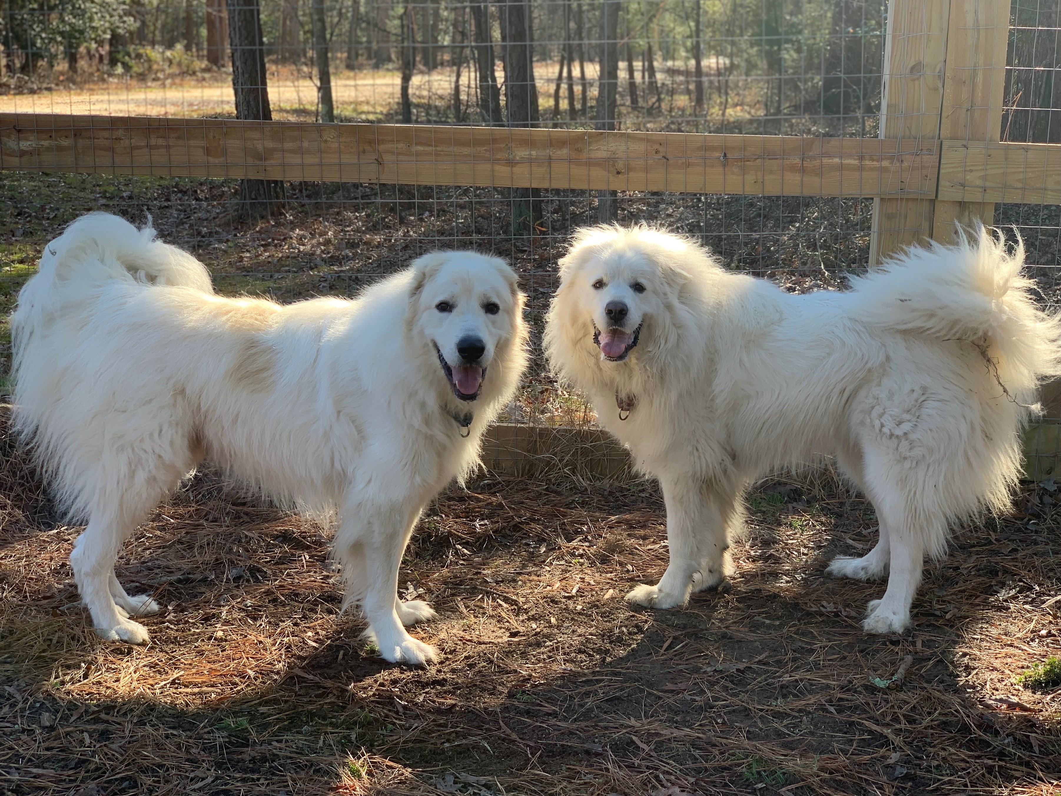 Enlarge Winnie, a Adoptable Great Pyrenees in Richmond, VA image 12/12
