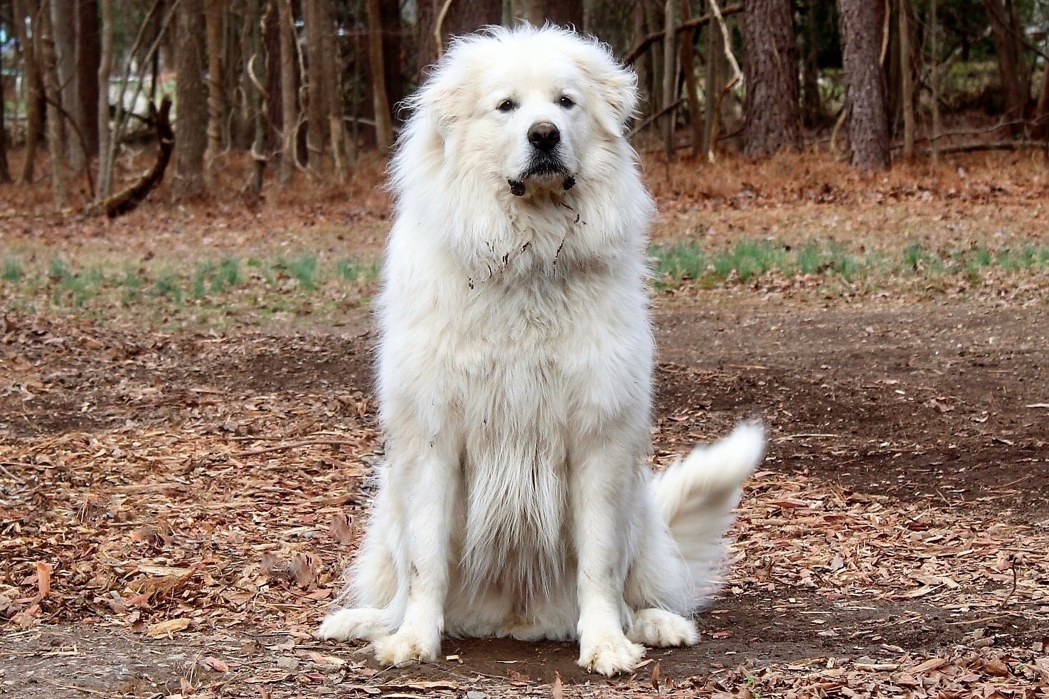 Winnie, a Adoptable Great Pyrenees in Richmond, VA image 3/12