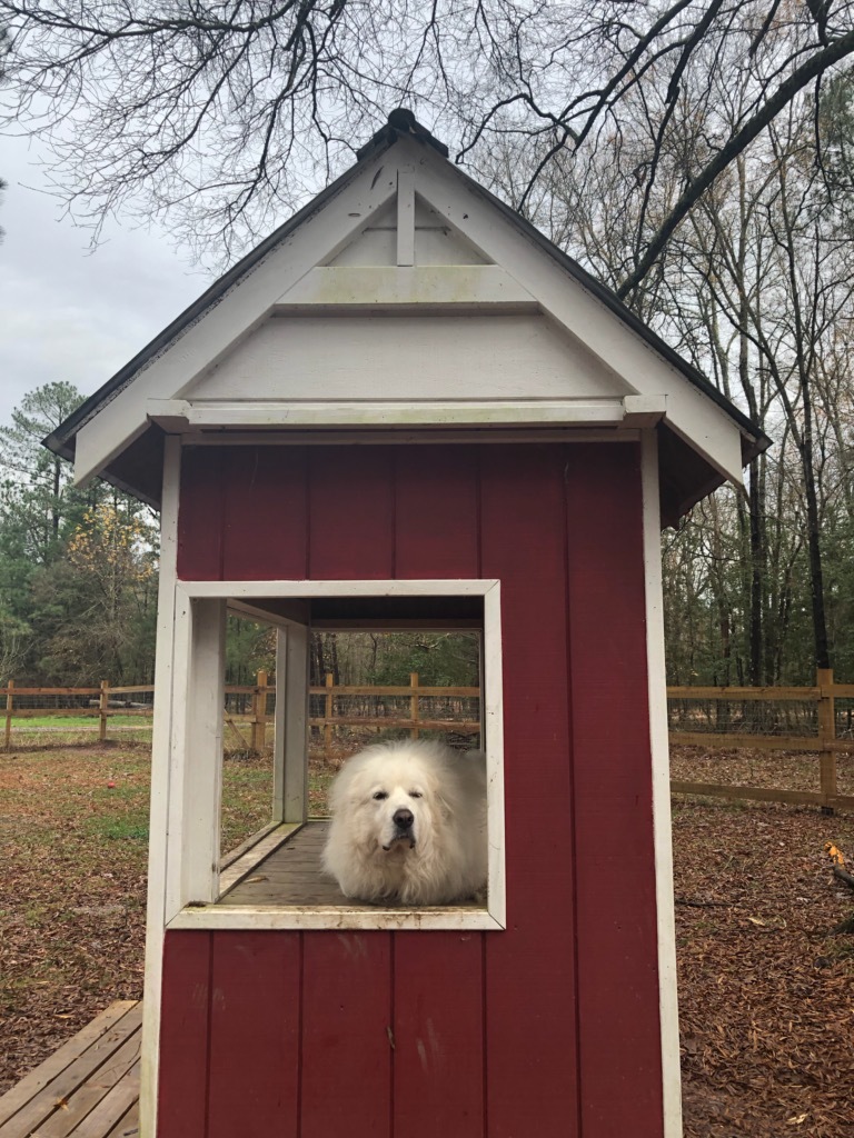 Winnie, a Adoptable Great Pyrenees in Richmond, VA image 4/12