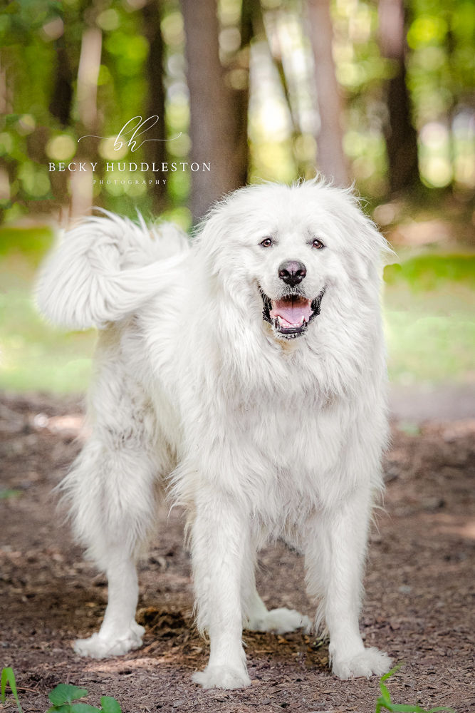 Winnie, a Adoptable Great Pyrenees in Richmond, VA image 5/12