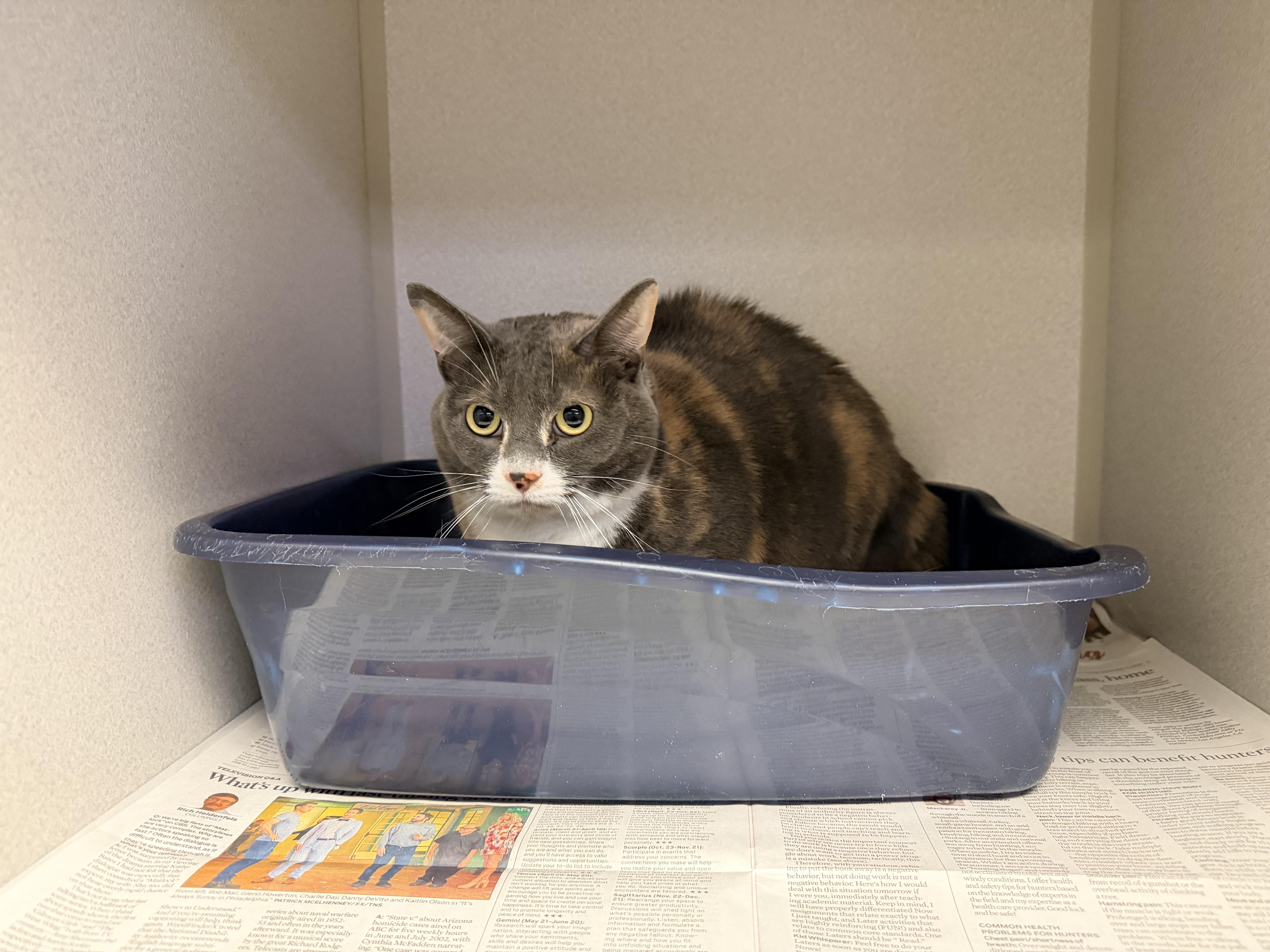 Enlarge Destiny, an adoptable Dilute Calico in Pottsville, PA image 1/2
