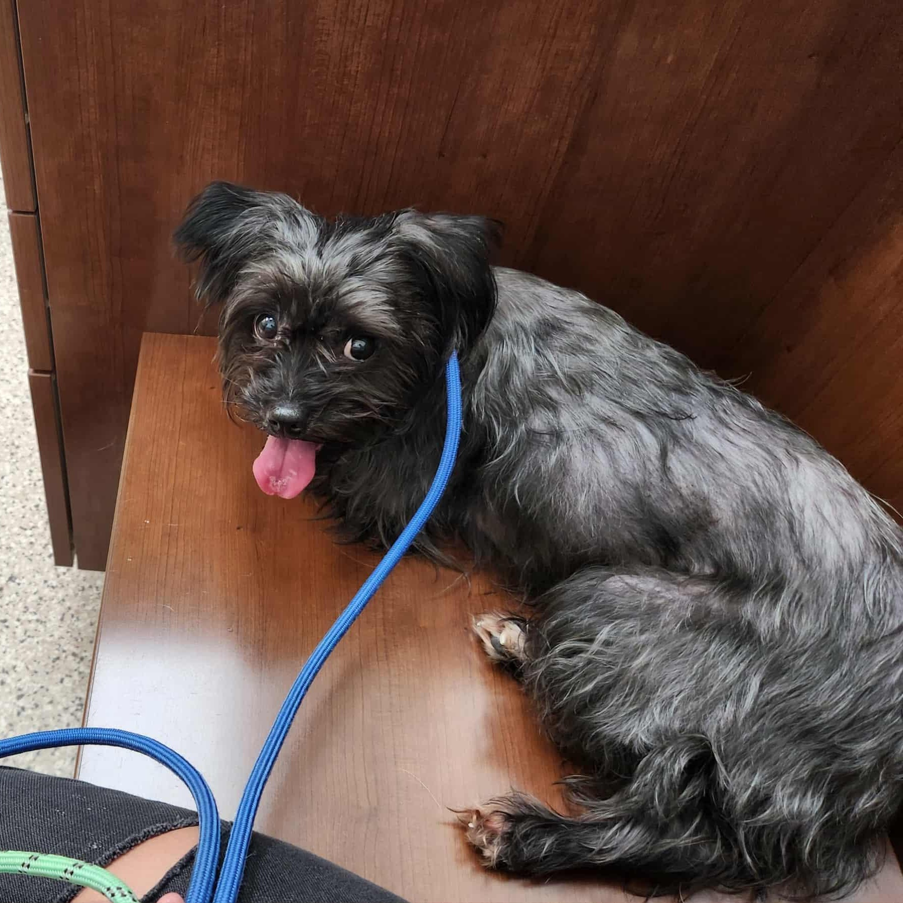 Enlarge Gigi, a Adoptable mixed breed in Sparta, WI image 1/3