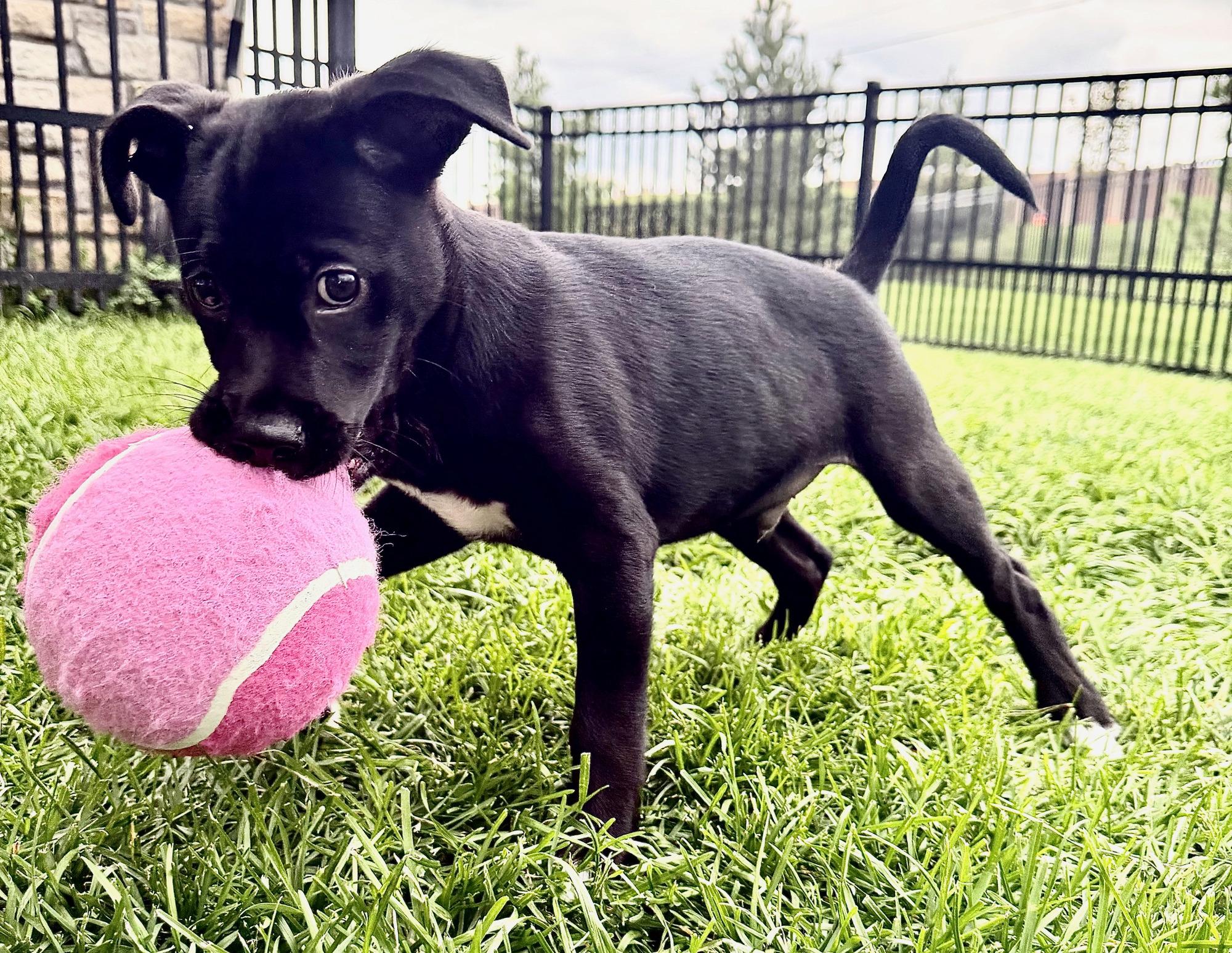 Enlarge Brando, a Adoptable mixed breed in Minneapolis, MN image 2/6
