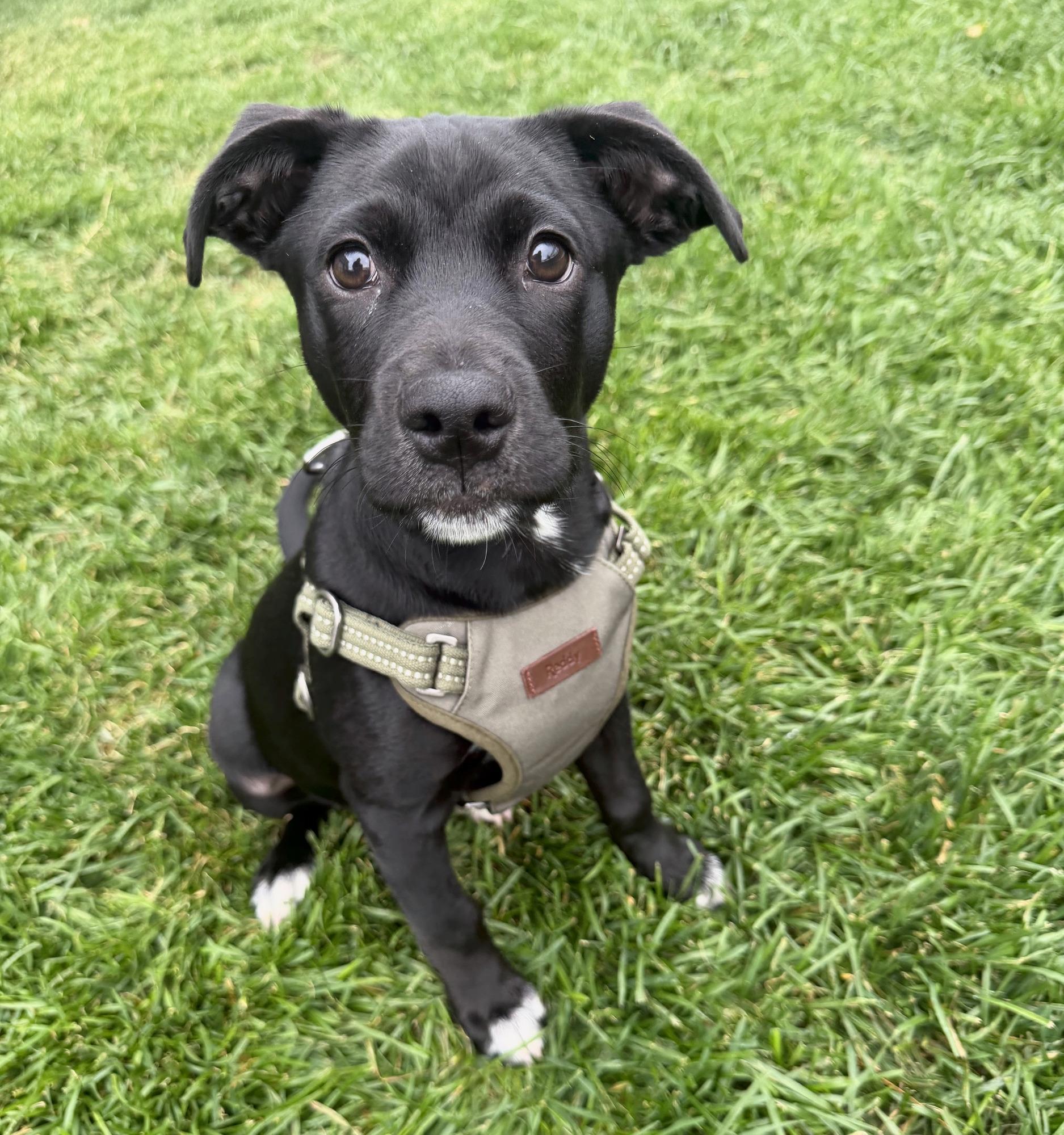 Brando, Adoptable, Puppy Male Retriever & Mixed Breed.