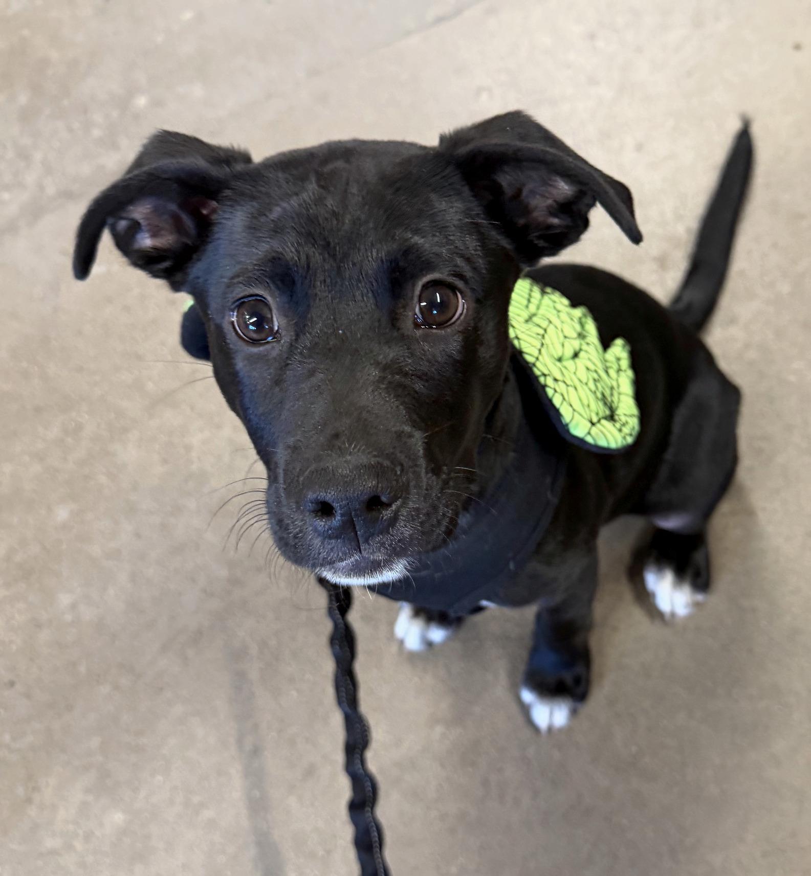Enlarge Brando, a Adoptable mixed breed in Minneapolis, MN image 4/6