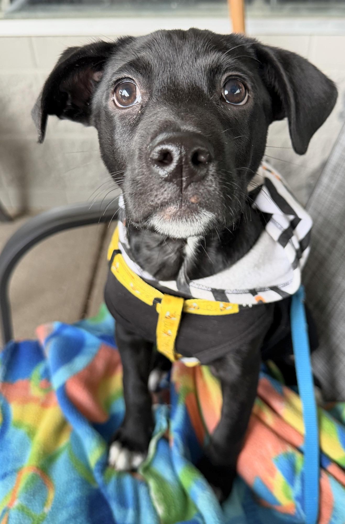 Enlarge Brando, a Adoptable mixed breed in Minneapolis, MN image 3/6