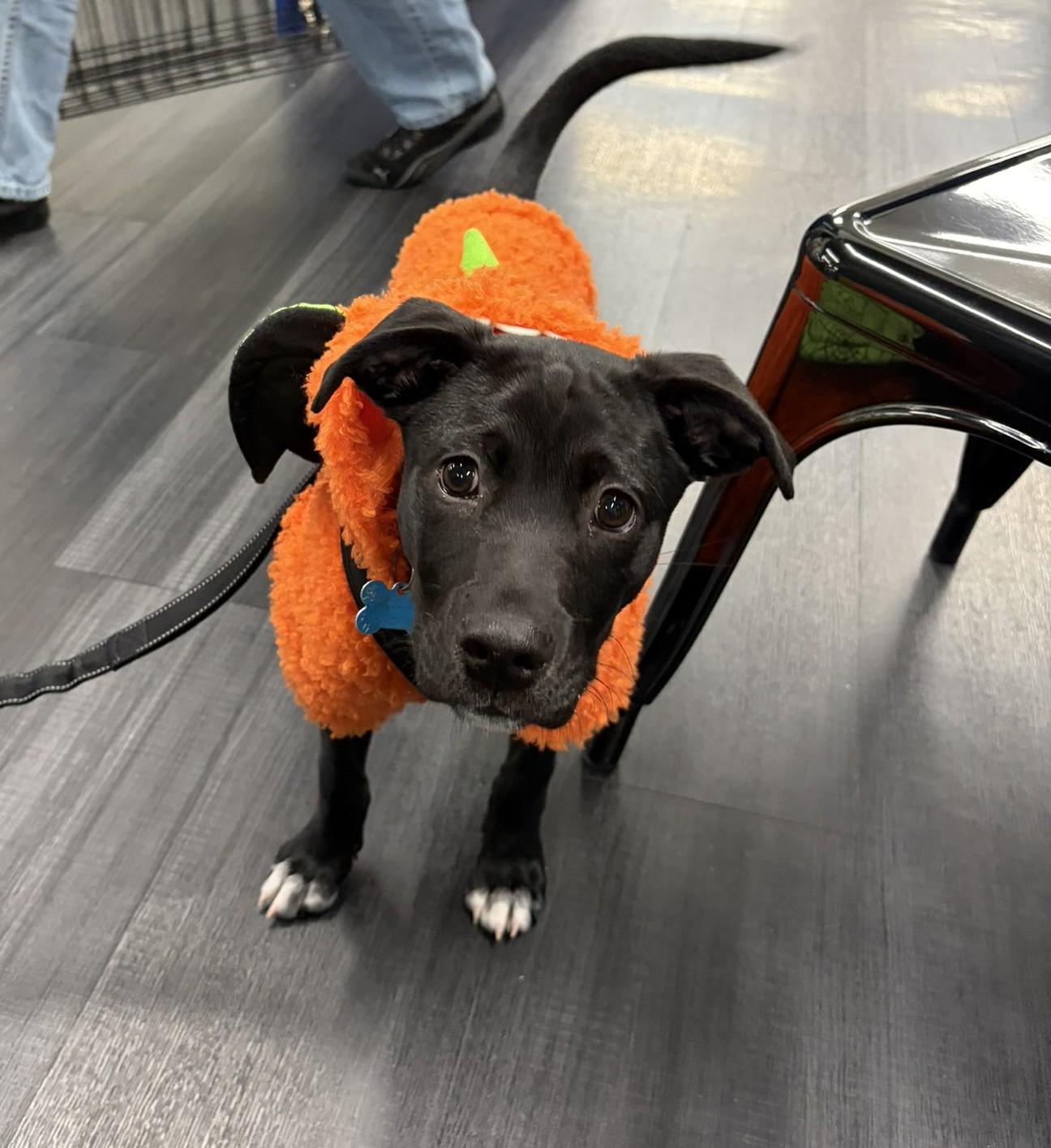 Enlarge Brando, a Adoptable mixed breed in Minneapolis, MN image 5/6