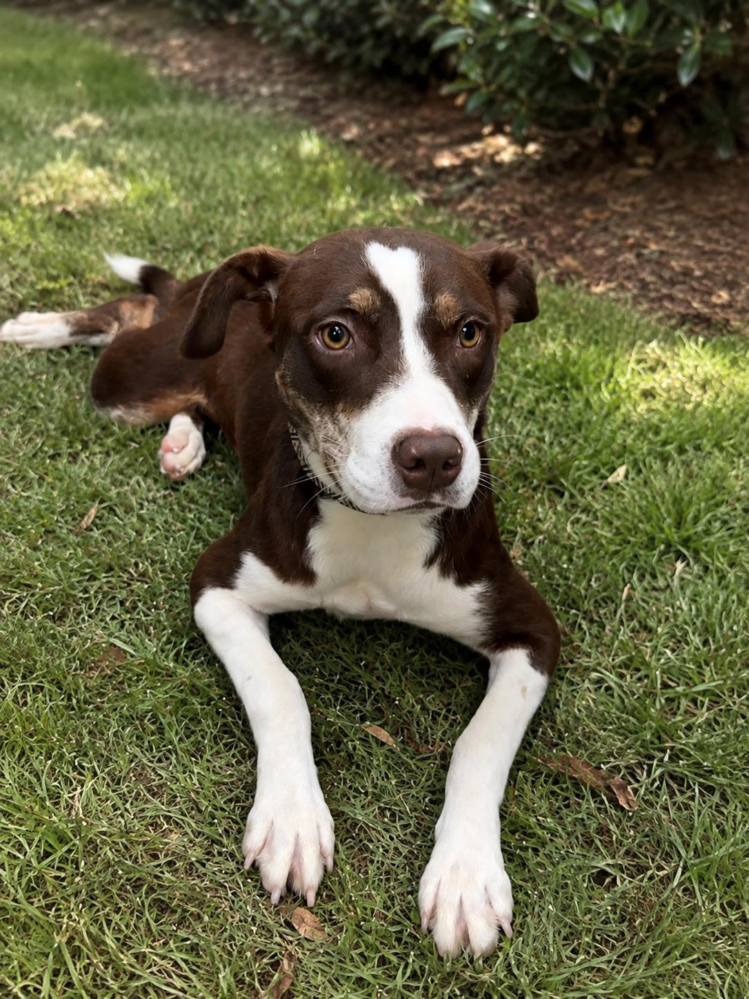 Mallory, Adopted, Young Female Mixed Breed.