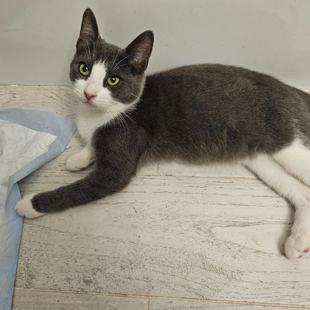 Delilah, Adoptable, Young Female Domestic Short Hair.