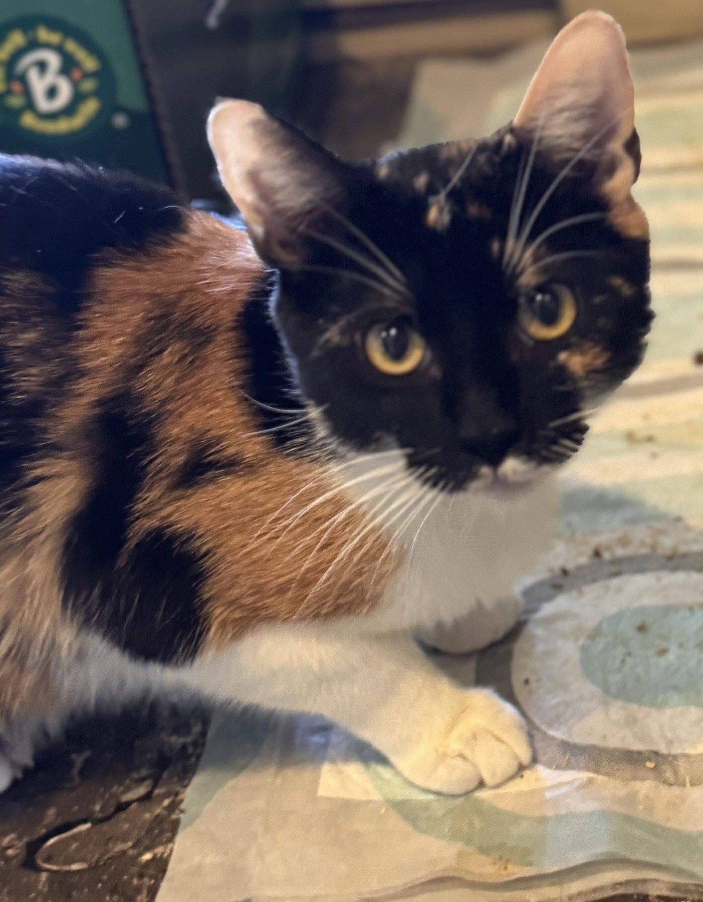Enlarge Tina, a Adoptable Domestic Short Hair in San Jose, CA image 1/3