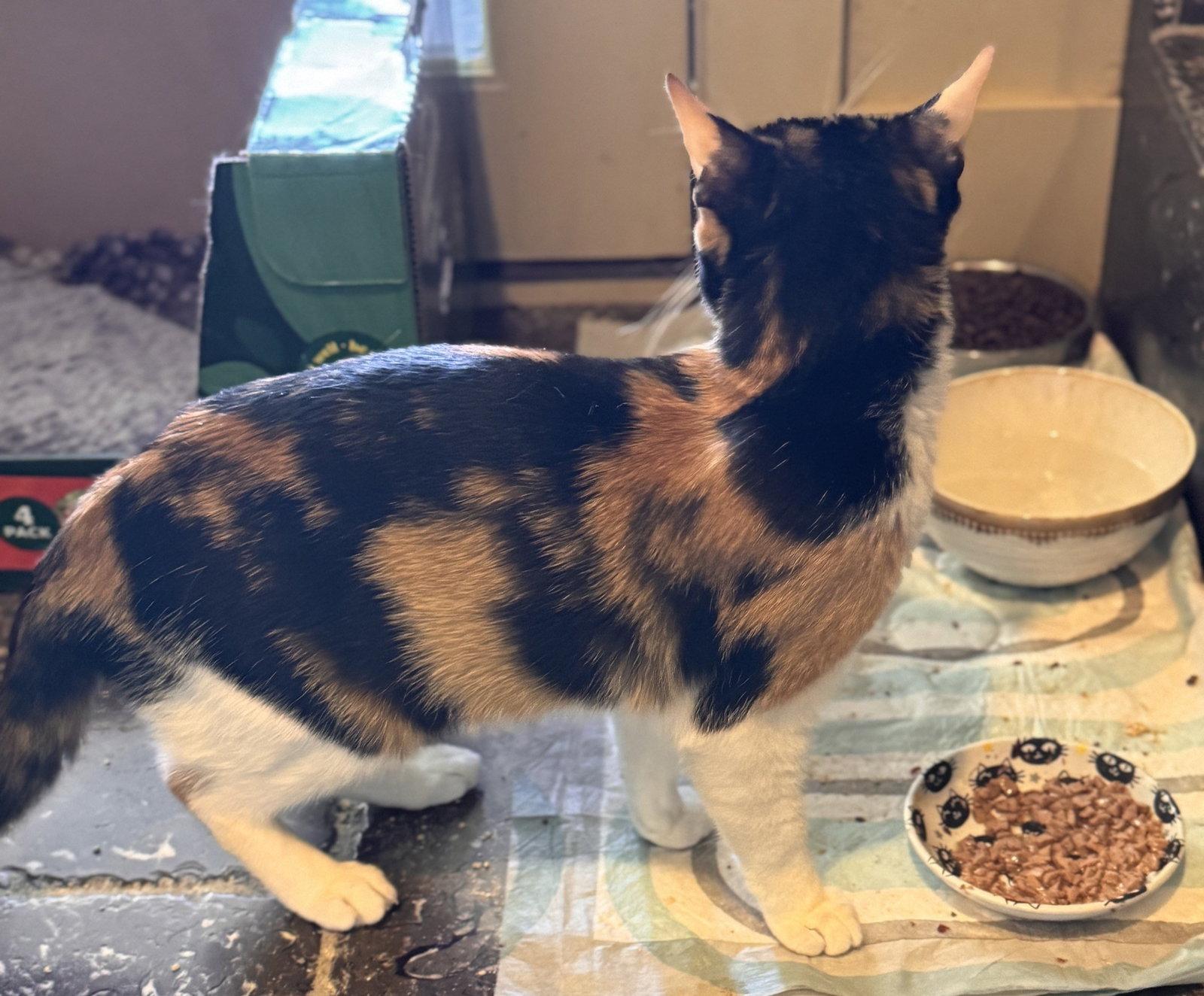 Enlarge Tina, a Adoptable Domestic Short Hair in San Jose, CA image 2/3