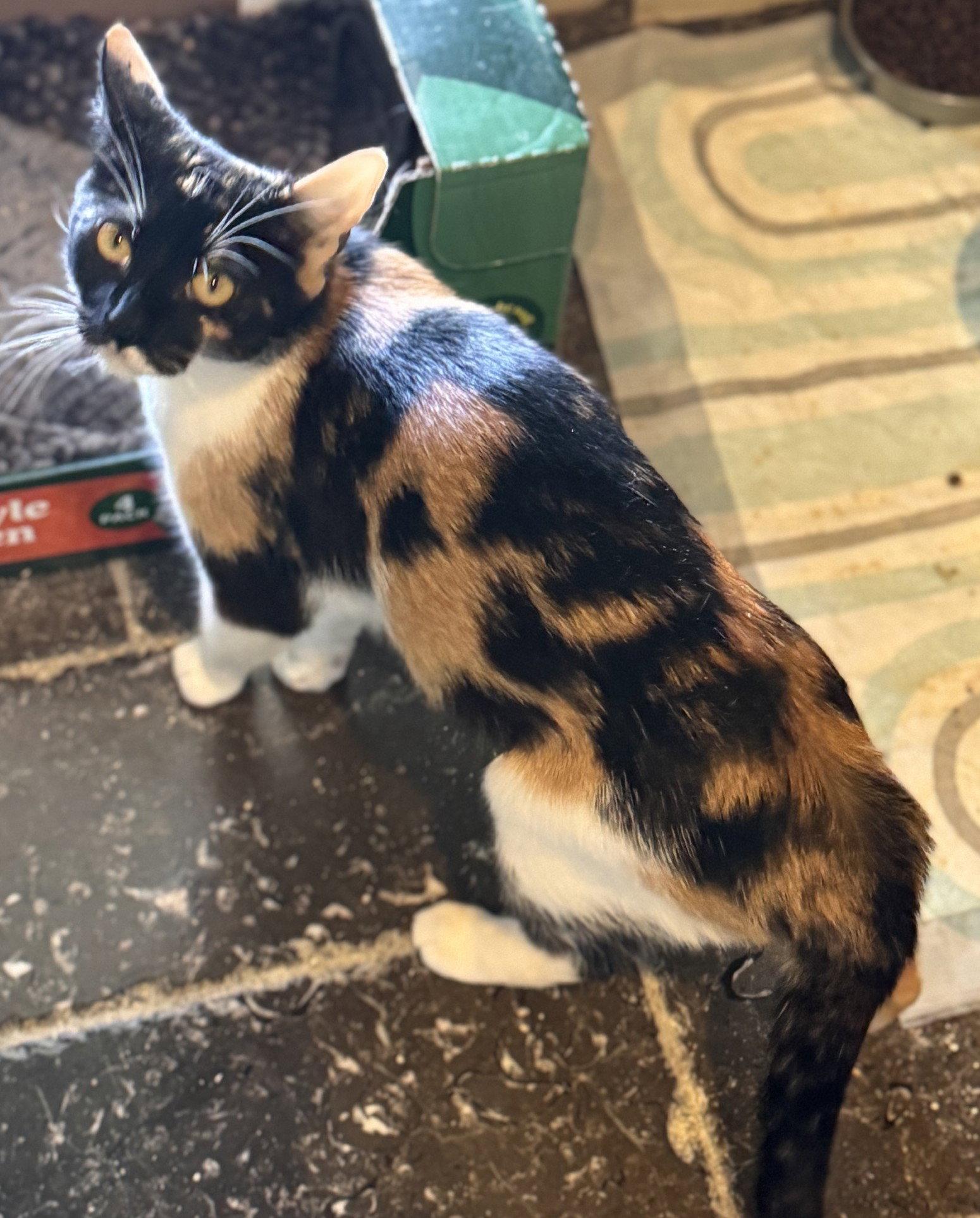 Enlarge Tina, a Adoptable Domestic Short Hair in San Jose, CA image 3/3