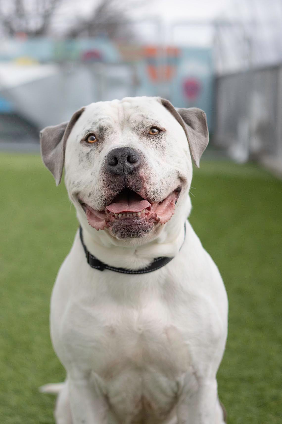 Thor, an adoptable Pit Bull Terrier in Eagle, ID, 83616 | Photo Image 2