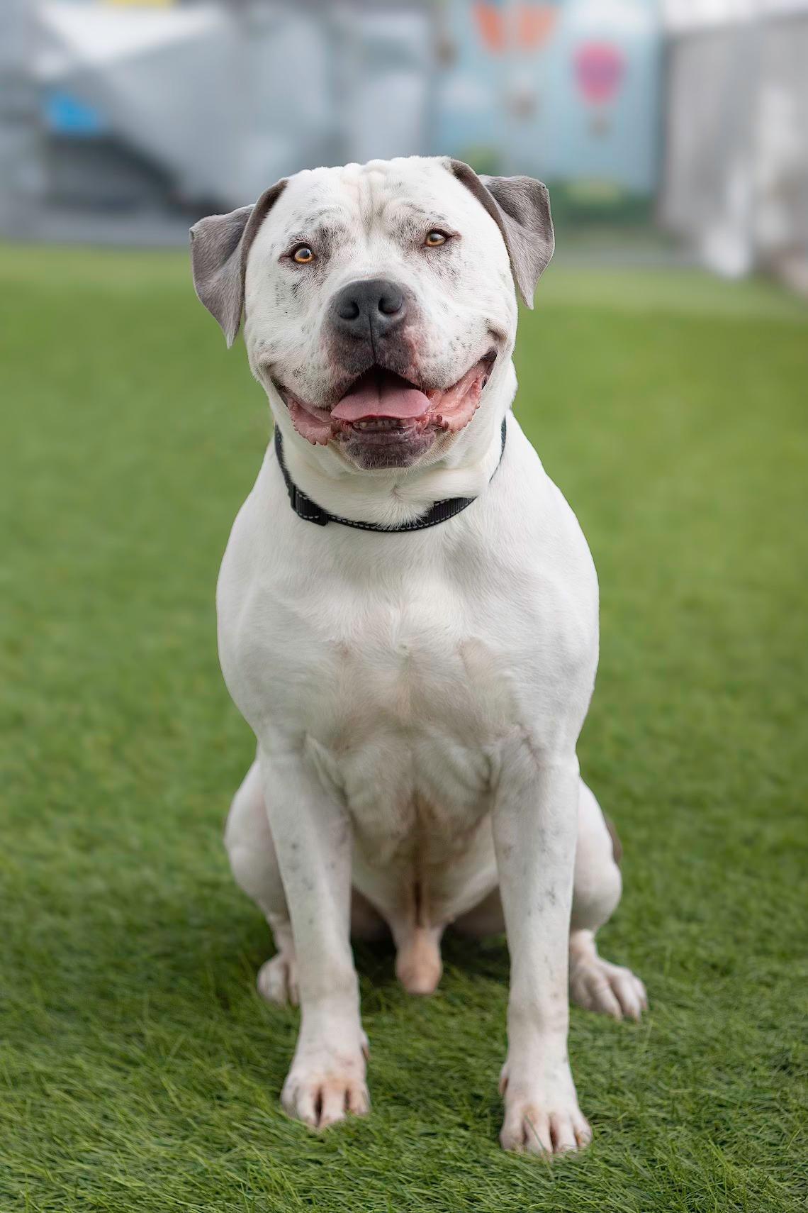 Thor, an adoptable Pit Bull Terrier in Eagle, ID, 83616 | Photo Image 3