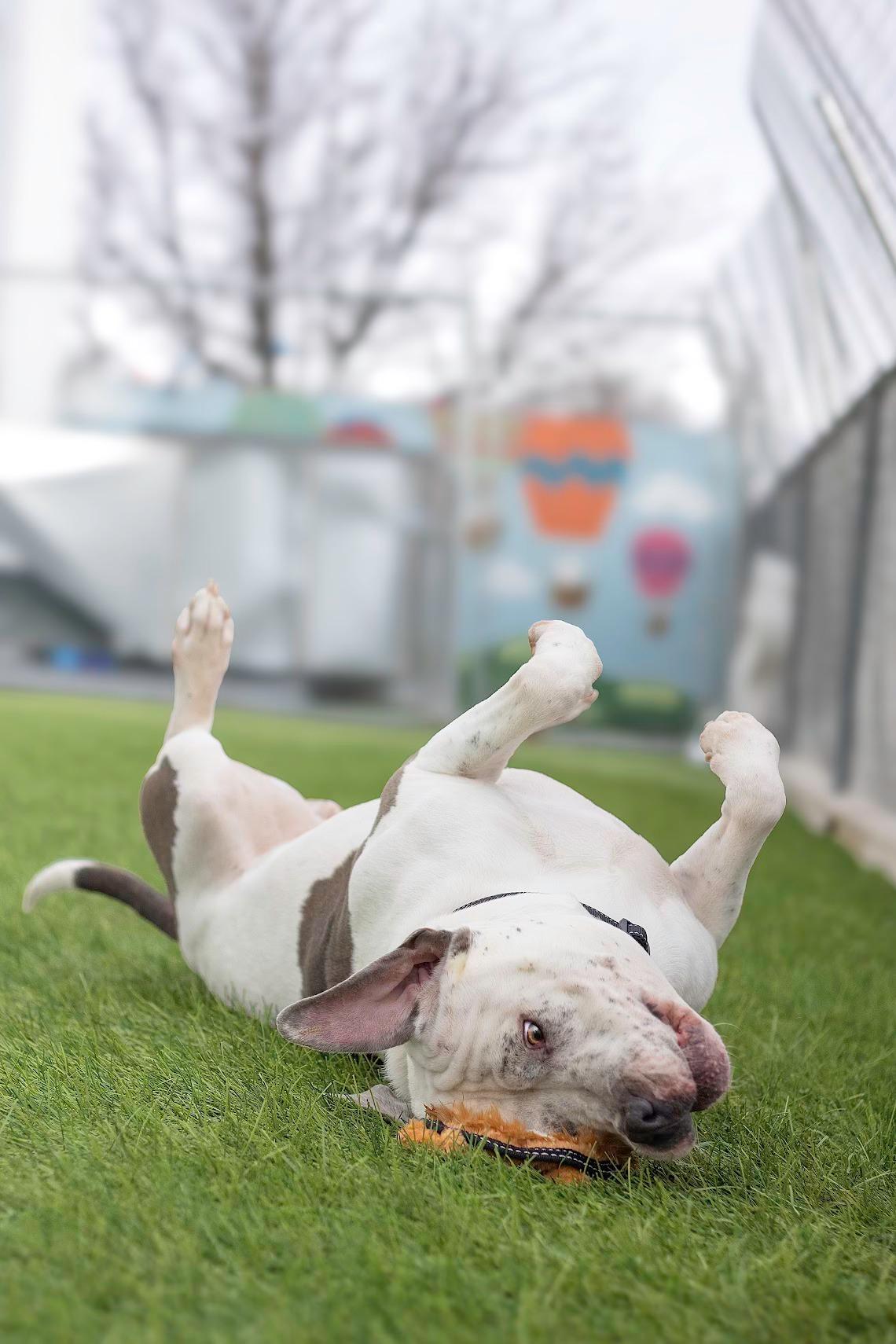 Thor, an adoptable Pit Bull Terrier in Eagle, ID, 83616 | Photo Image 4