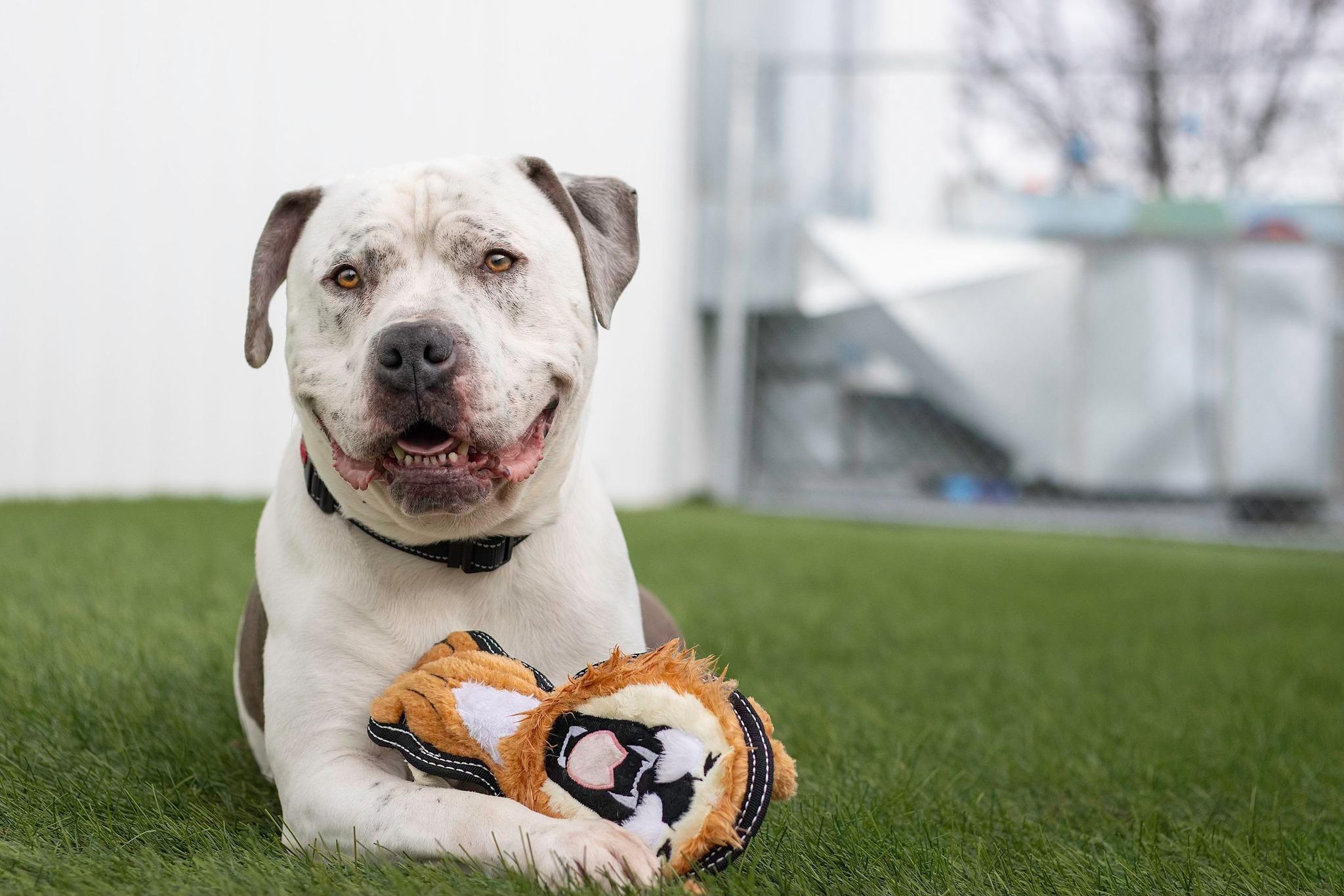 Thor, an adoptable Pit Bull Terrier in Eagle, ID, 83616 | Photo Image 5