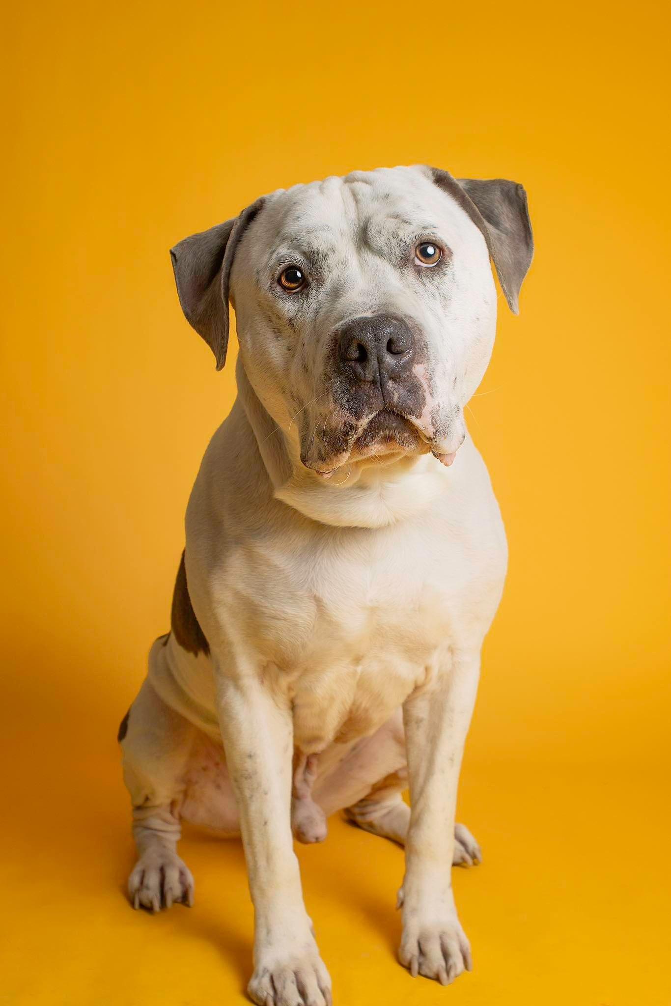 Thor, an adoptable Pit Bull Terrier in Eagle, ID, 83616 | Photo Image 1