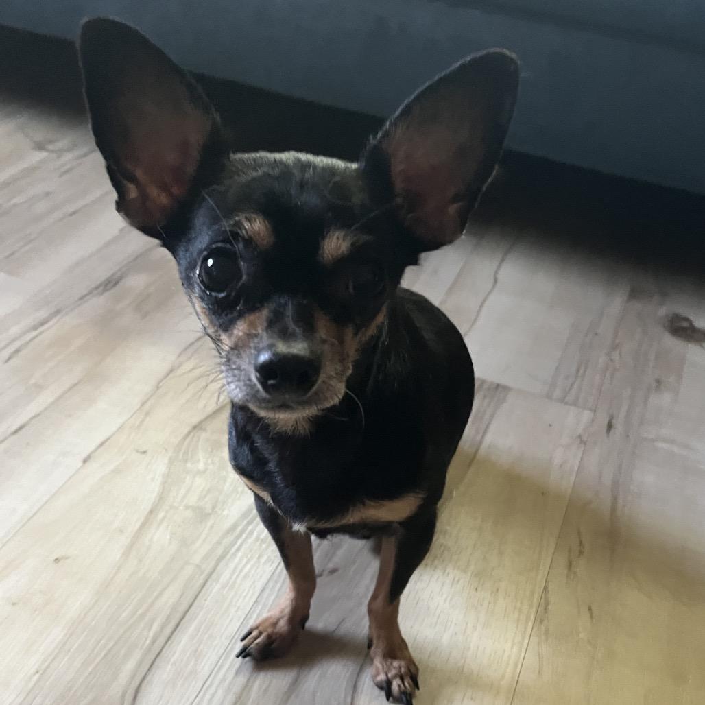Victor, Adoptable, Adult Male Chihuahua & None.
