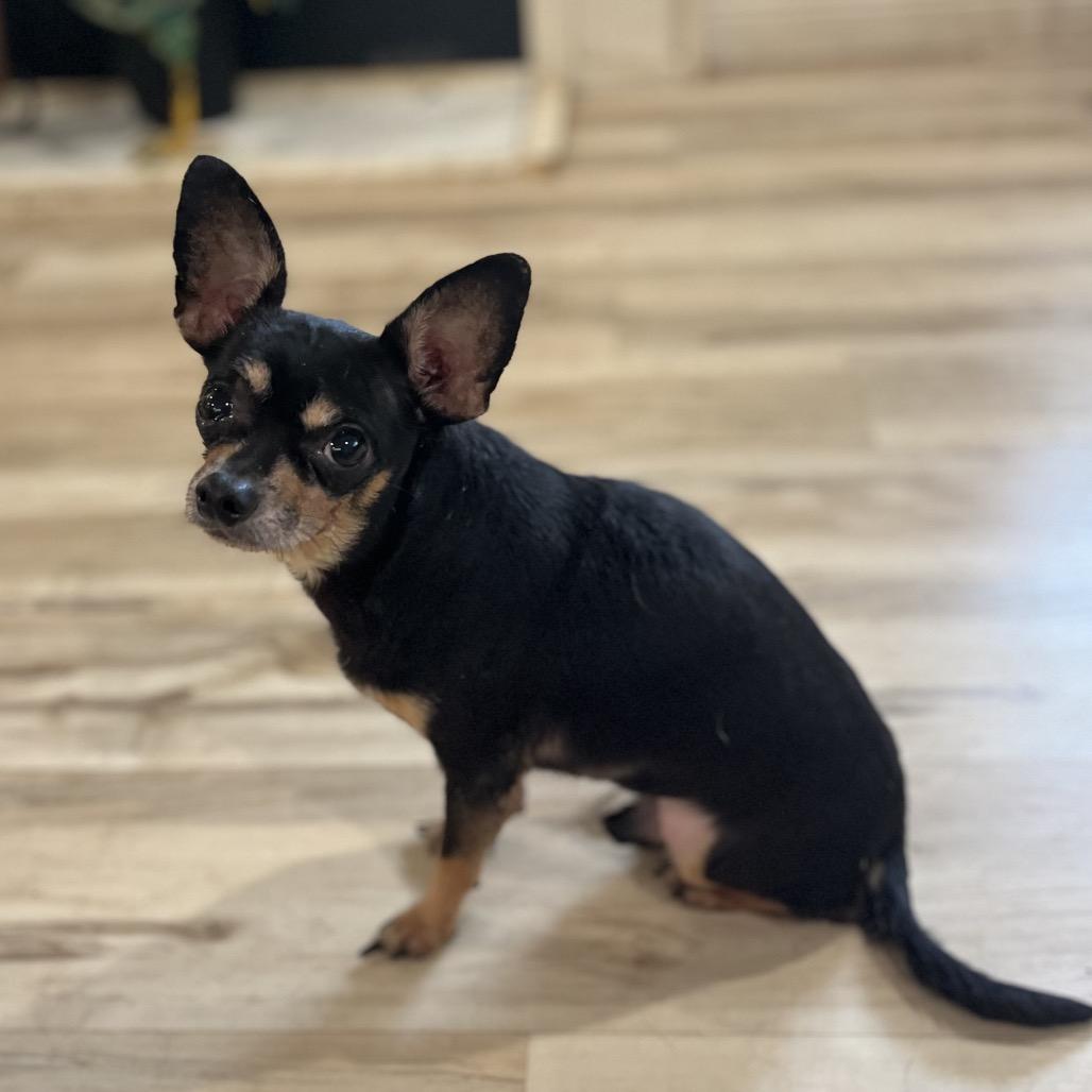 Enlarge Victor, a Adoptable Chihuahua in Pittsburg, KS image 2/3