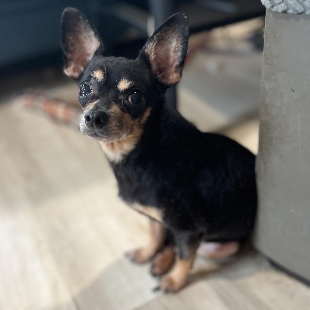 Enlarge Victor, a Adoptable Chihuahua in Pittsburg, KS image 3/3