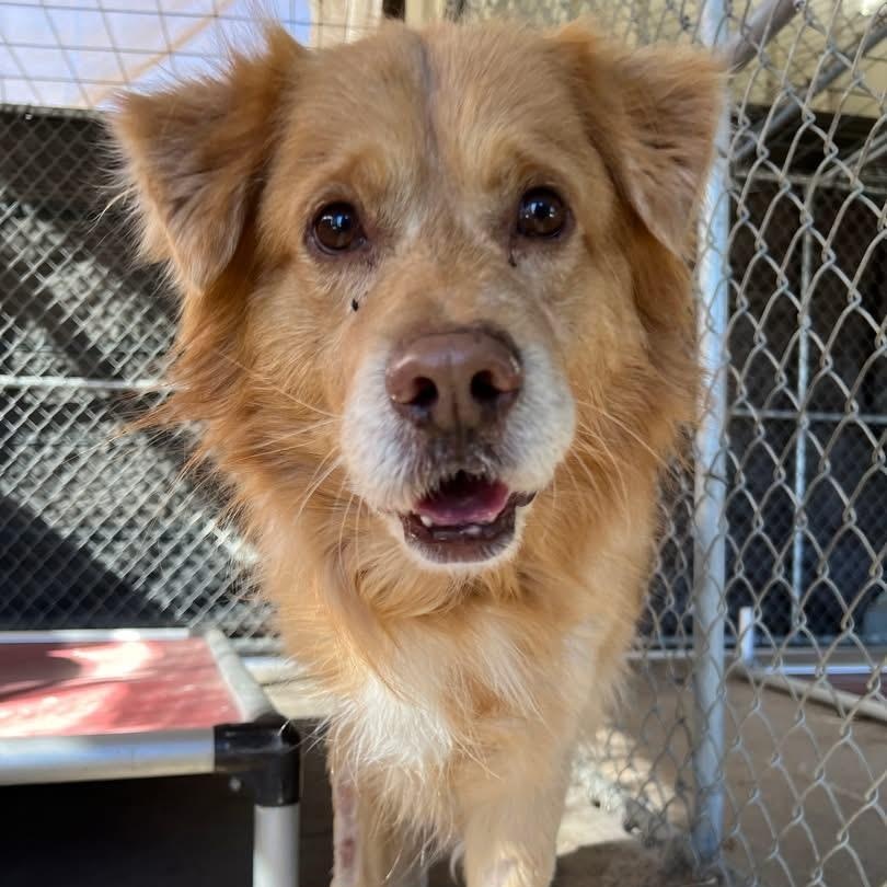 Enlarge Nugget, a ADOPTABLE mixed breed in Pacific, MO image 3/3