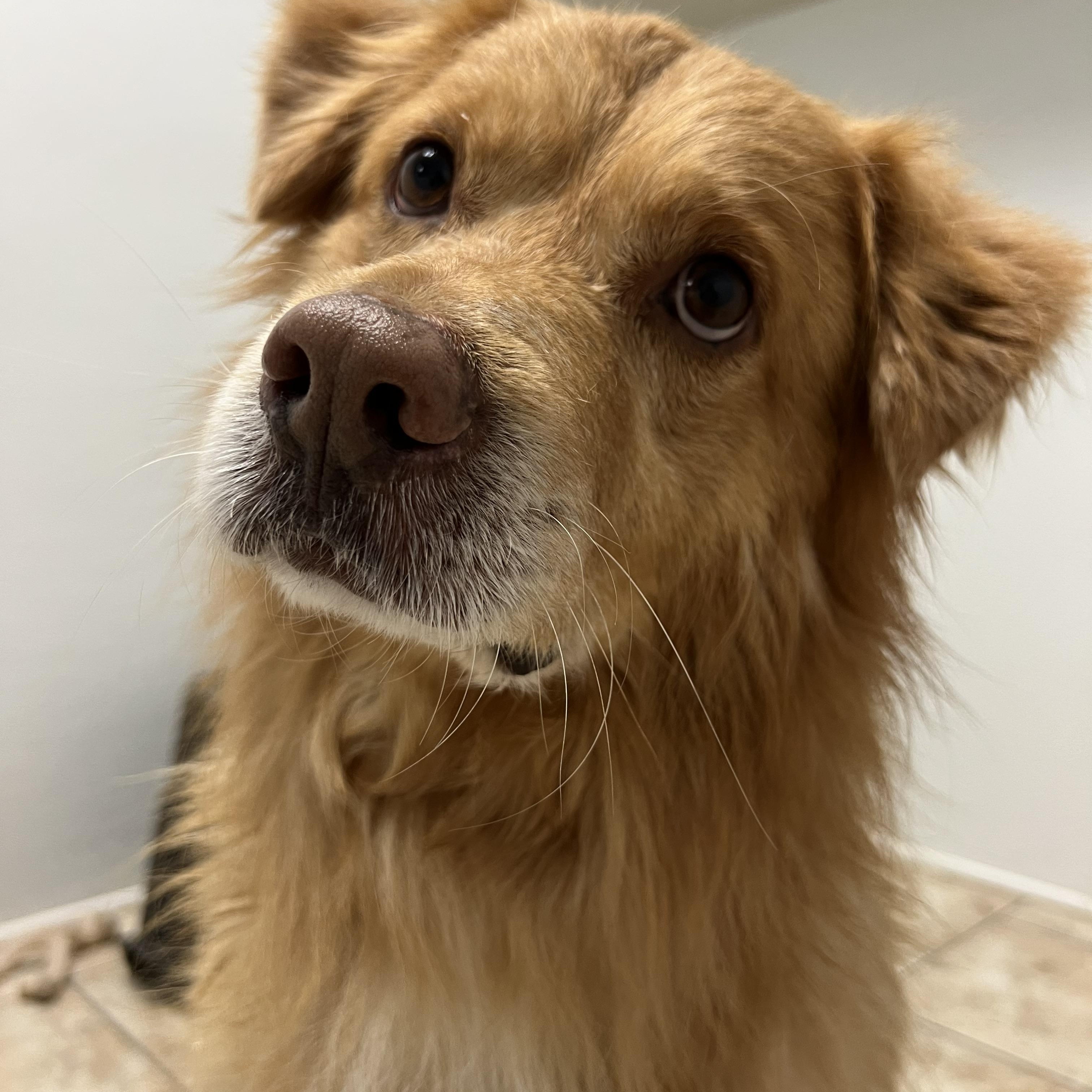 Enlarge Nugget, a ADOPTABLE mixed breed in Pacific, MO image 2/3