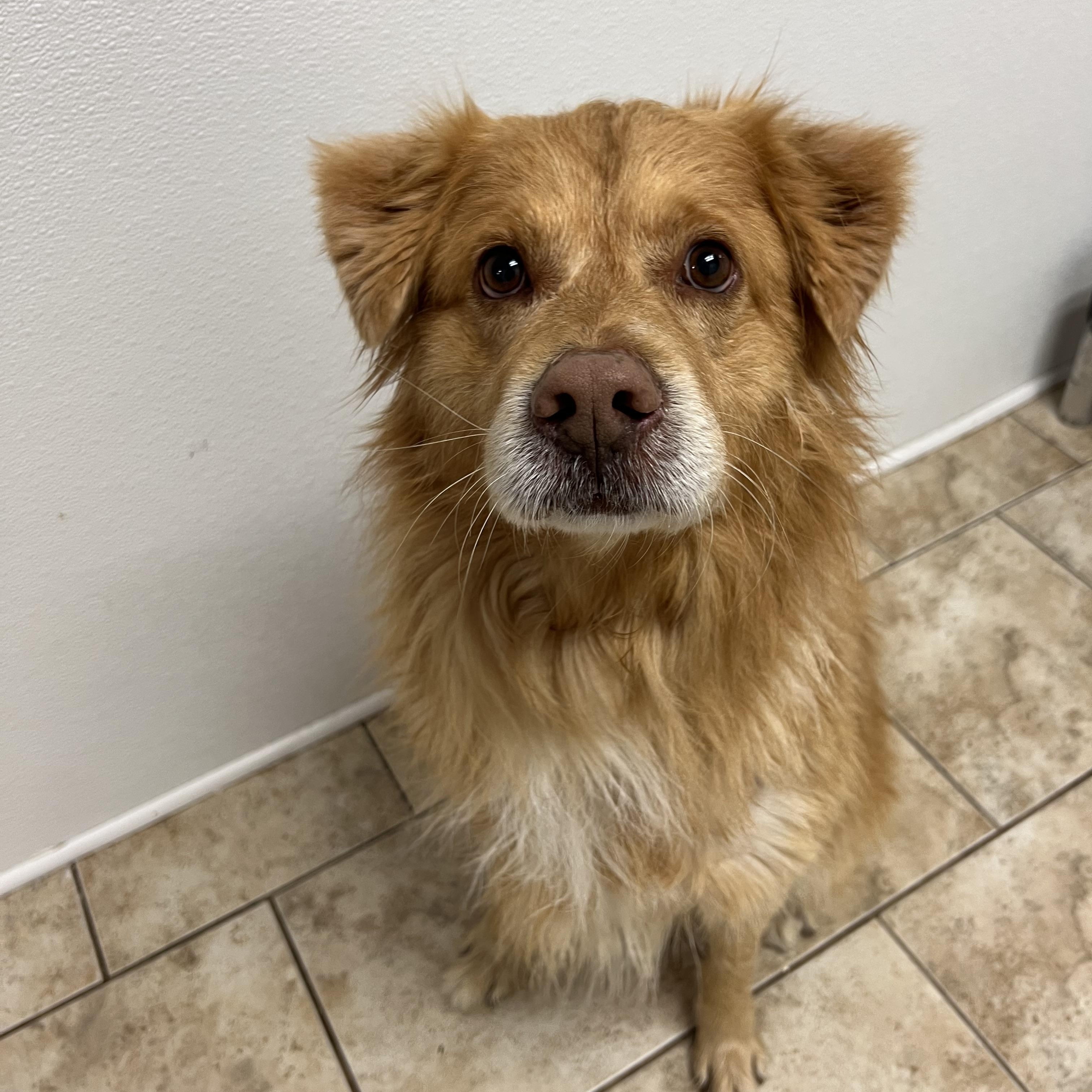 Enlarge Nugget, a ADOPTABLE mixed breed in Pacific, MO image 1/3