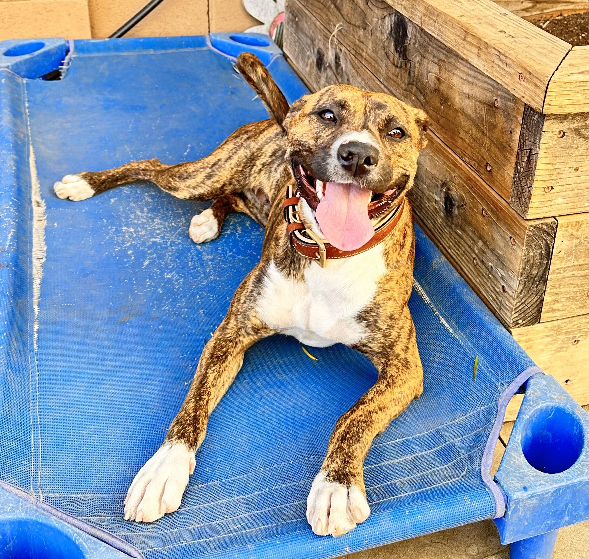 Enlarge Sandy, a Adopted mixed breed in Encino, CA image 1/4